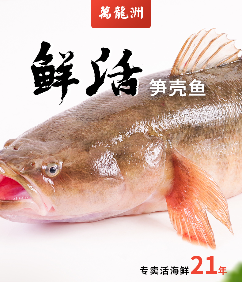 【鮮活】萬龍洲筍殼魚